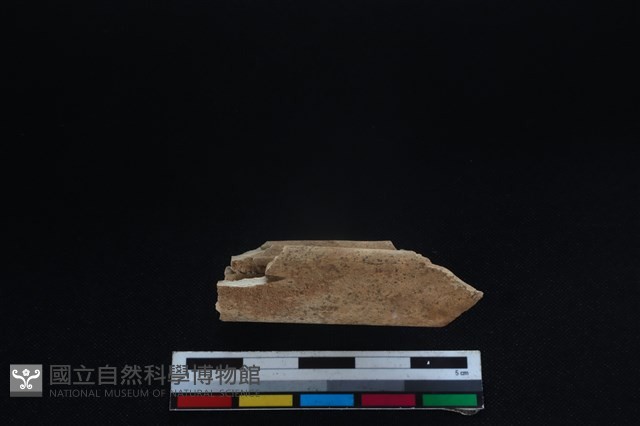 梅花鹿骨藏品圖，第2張