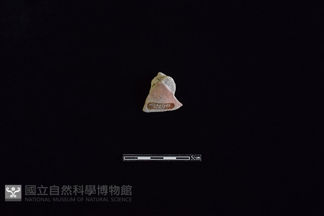 陶蓋鈕藏品圖，第2張