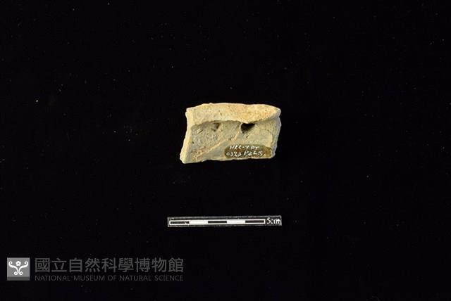 陶片藏品圖，第2張