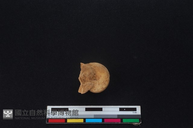 梅花鹿骨藏品圖，第2張