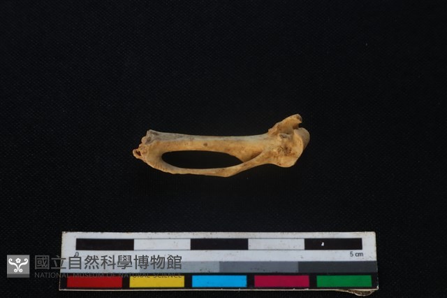 環頸雉骨藏品圖，第2張
