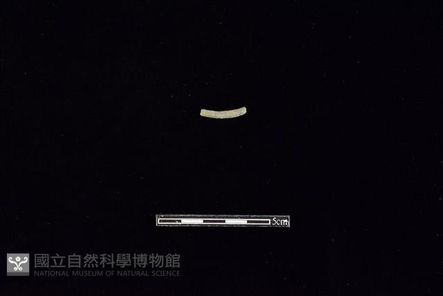 陶環藏品圖，第2張