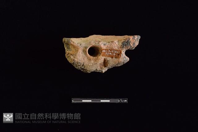 陶片藏品圖，第2張