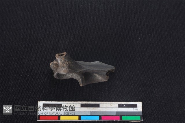 山羌骨藏品圖，第2張