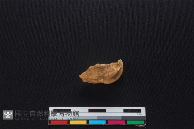 梅花鹿骨藏品圖，第2張