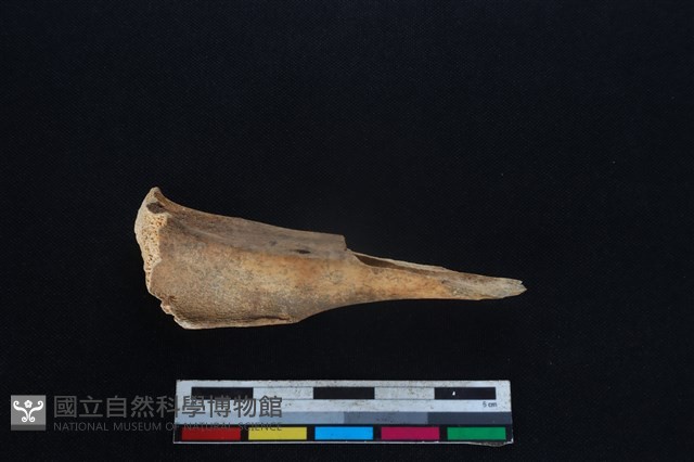 山羌骨藏品圖，第2張