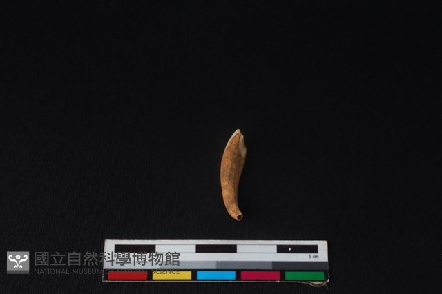 豬骨藏品圖，第2張