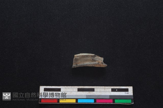 豬骨藏品圖，第2張