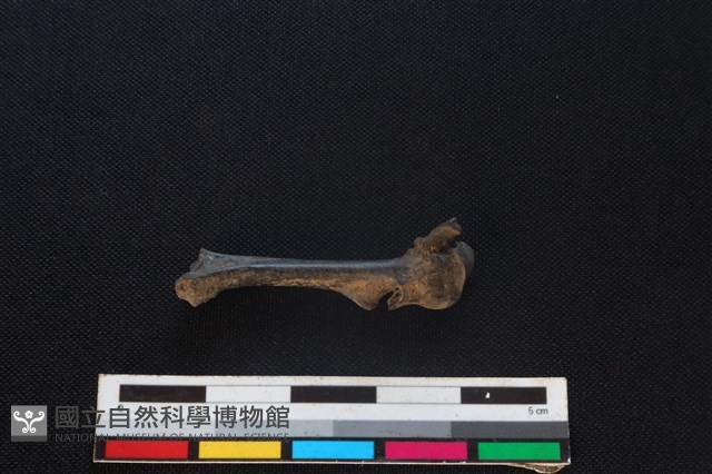 環頸雉骨藏品圖，第2張