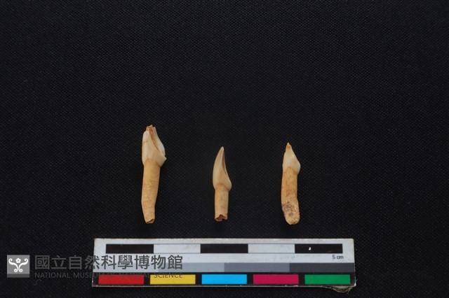 梅花鹿骨藏品圖，第2張