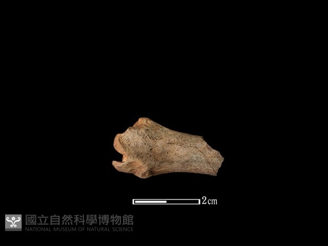 獐骨藏品圖，第2張