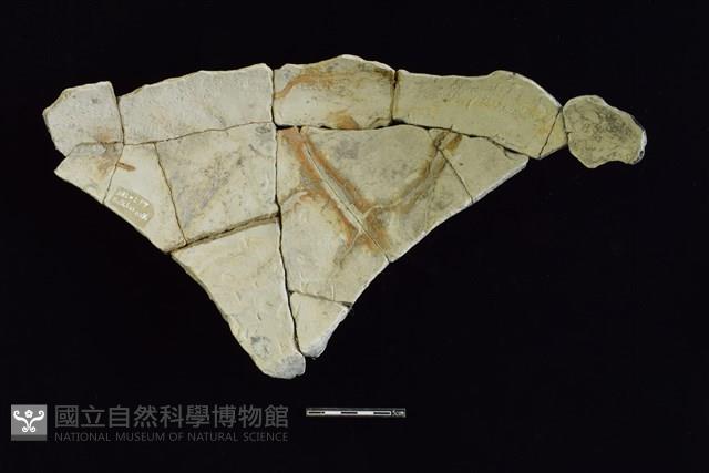 陶片藏品圖，第2張