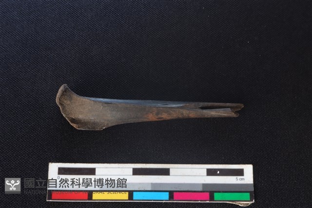 野兔骨藏品圖，第2張