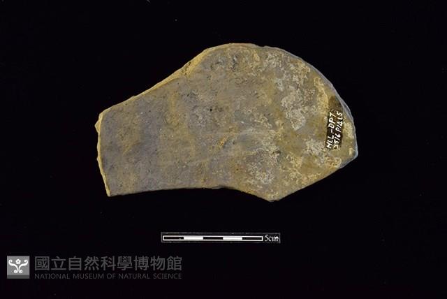 陶片藏品圖，第2張