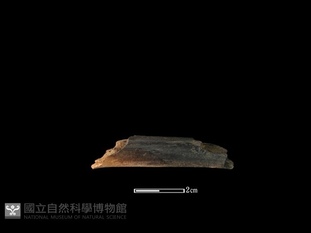 獐骨藏品圖，第2張