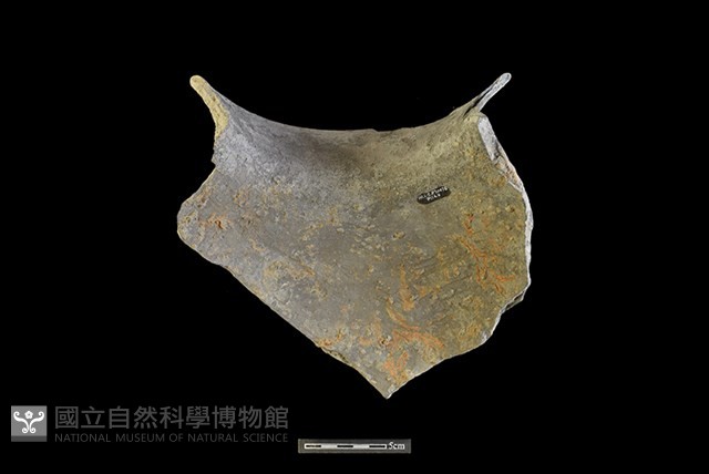 陶罐藏品圖，第2張
