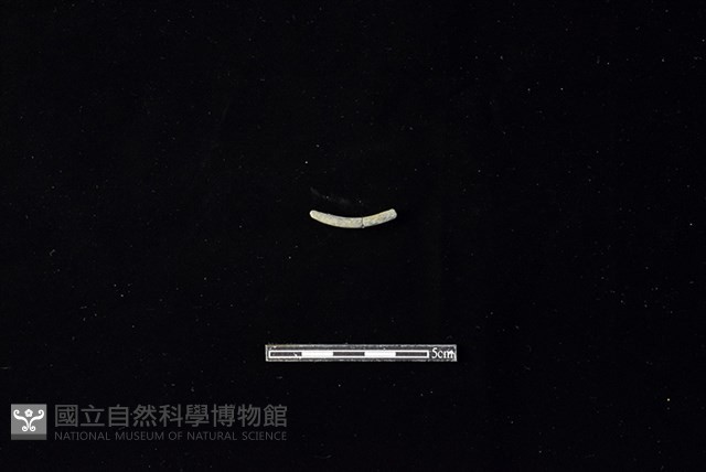 陶環藏品圖，第2張