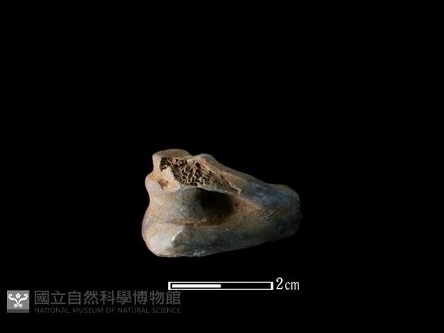 獐骨藏品圖，第2張