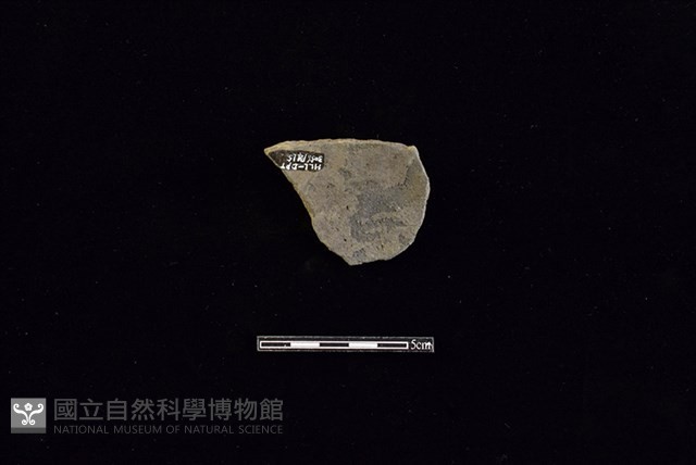 陶片藏品圖，第2張