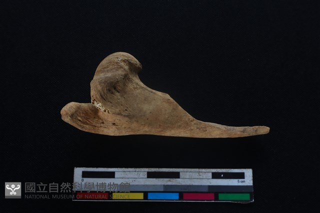 山羌骨藏品圖，第2張