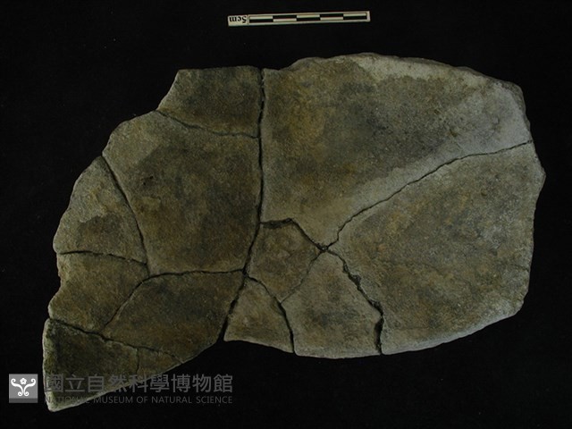 陶片藏品圖，第2張