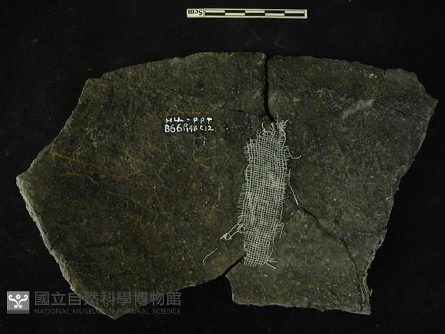 陶片藏品圖，第2張