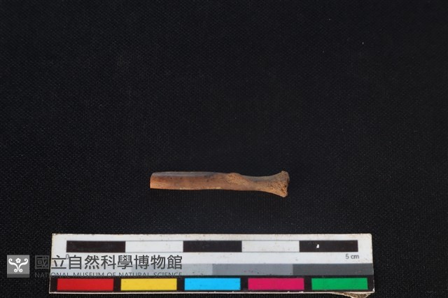 食肉目骨藏品圖，第2張