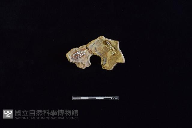 陶甑藏品圖，第2張