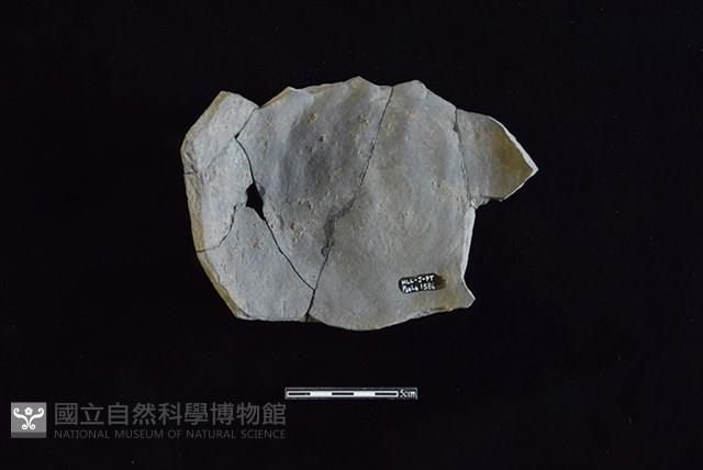 陶片藏品圖，第2張