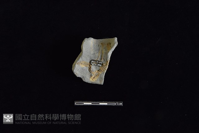 陶罐藏品圖，第2張