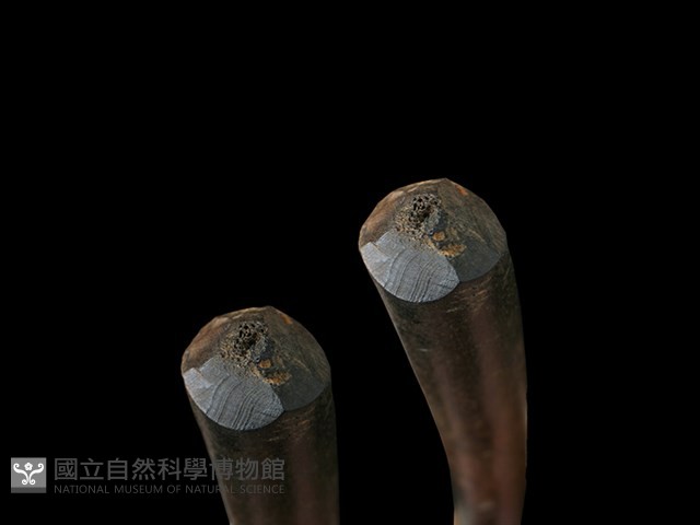 梅花鹿骨藏品圖，第1張