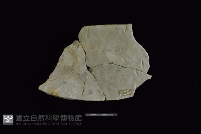 陶片藏品圖，第2張