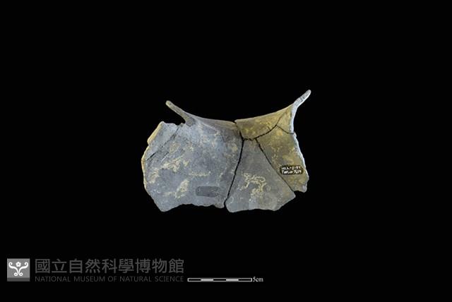 陶罐藏品圖，第2張