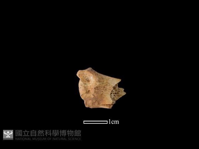 獐骨藏品圖，第2張