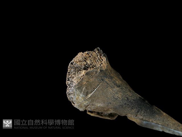 山羌骨藏品圖，第1張