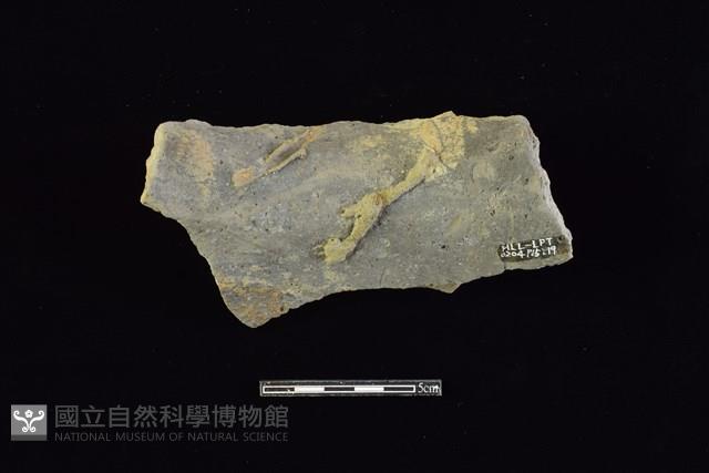 陶片藏品圖，第2張