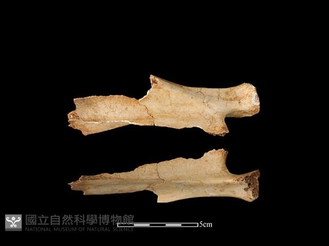 獐骨藏品圖，第1張