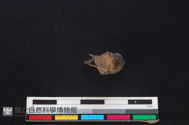 藍腹鷴骨藏品圖，第2張