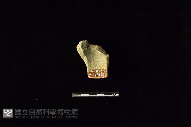 陶片藏品圖，第2張