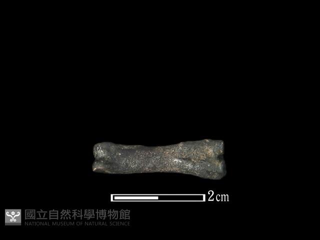 獐骨藏品圖，第2張