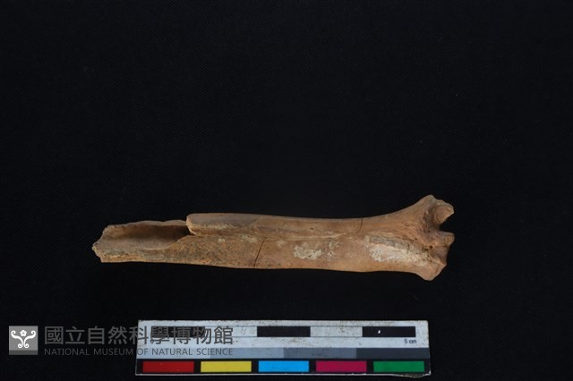 山羌骨藏品圖，第2張
