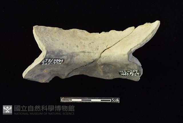 陶片藏品圖，第2張