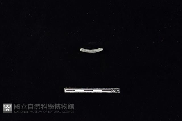 陶環藏品圖，第2張