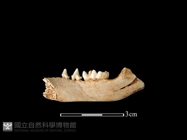 狗獾骨藏品圖，第1張