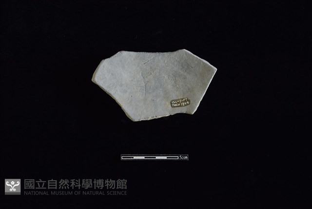 陶片藏品圖，第2張