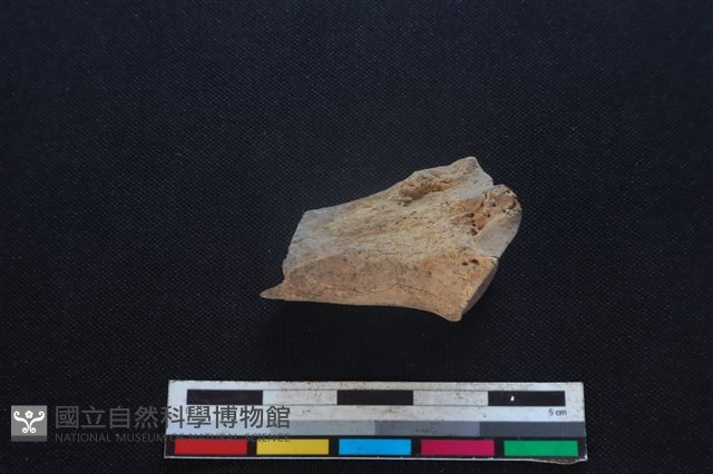 豬骨藏品圖，第2張