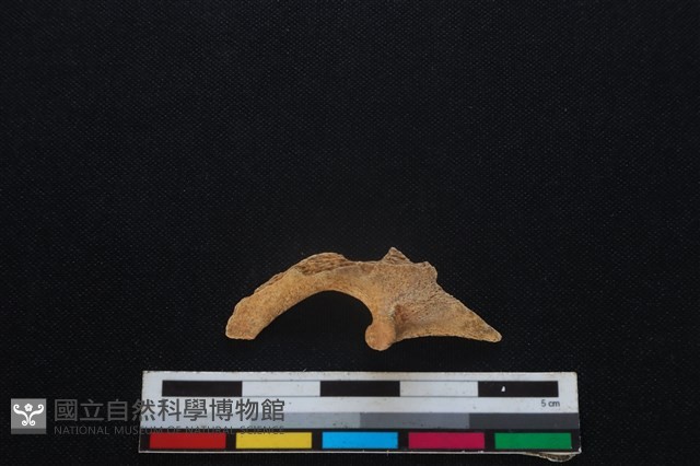 山羌骨藏品圖，第2張