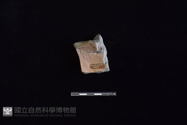 陶片藏品圖，第2張