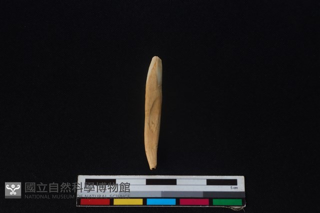 豬骨藏品圖，第2張