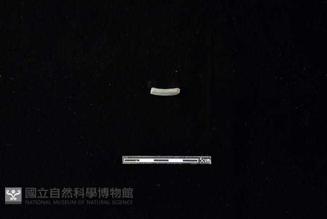 陶環藏品圖，第2張